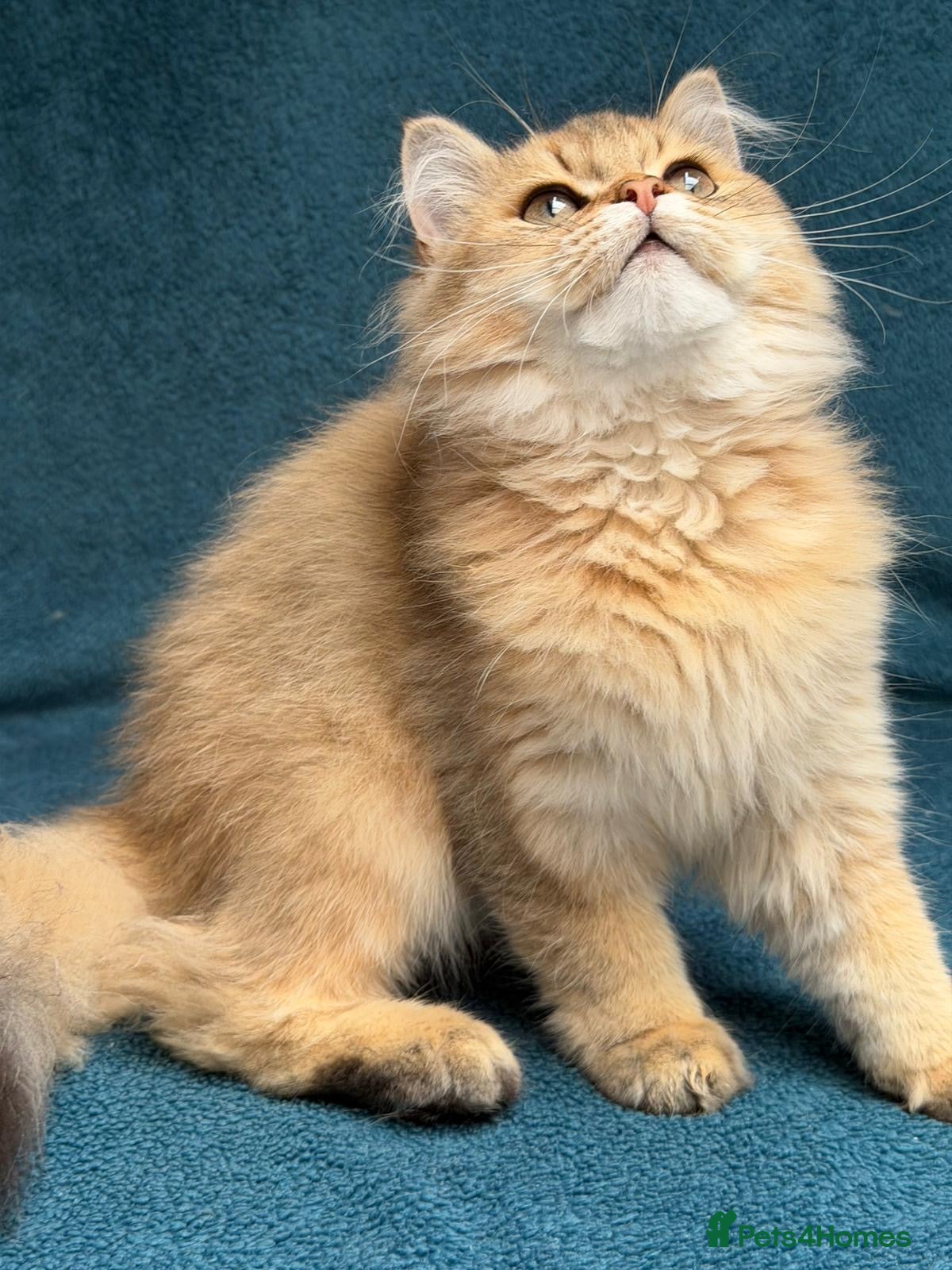 British Longhair cats for sale: ✨TICA REGISTERED GOLDEN LONGHAIR KITTENS✨ - Advert 14