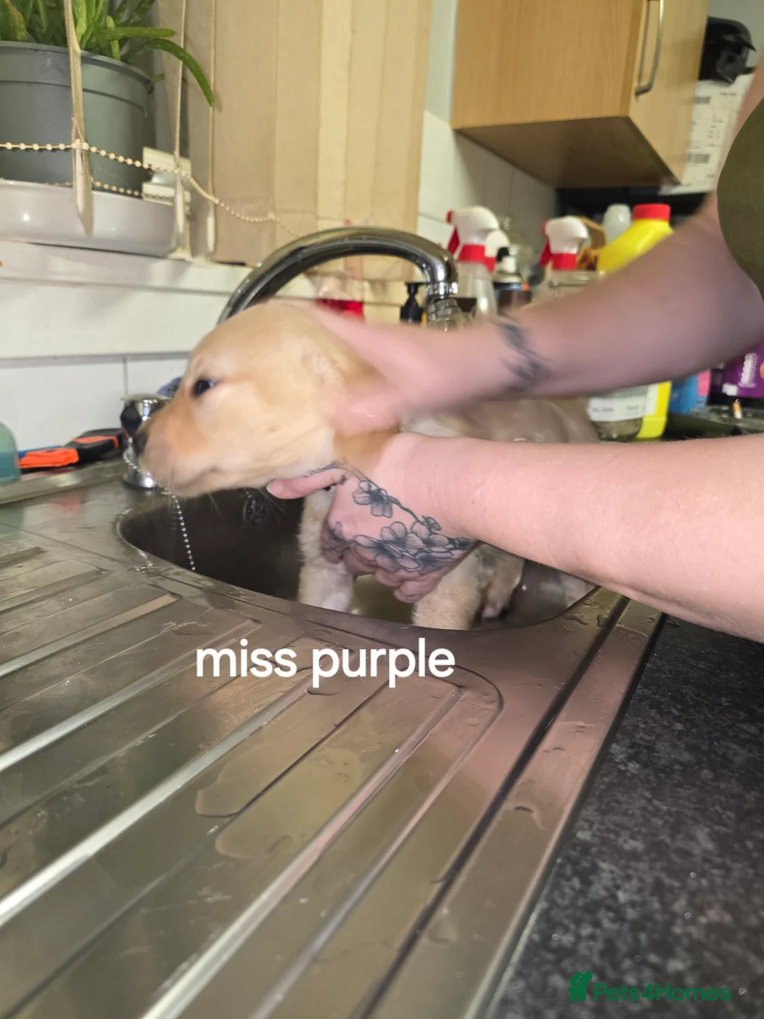 Goldador dogs for sale: Goldador  - Advert 8