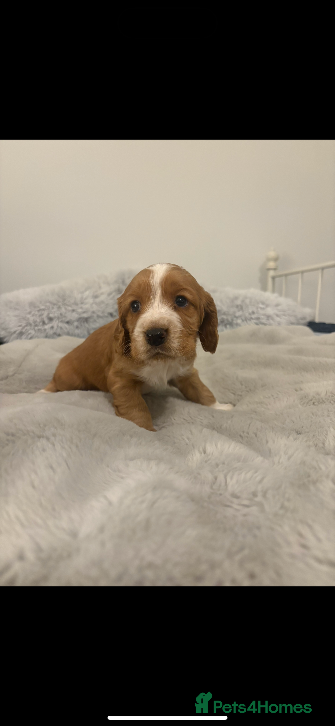 Cocker Spaniel dogs for sale: FOX RED WORKING COCKER SPANIEL PUPS - Advert 9