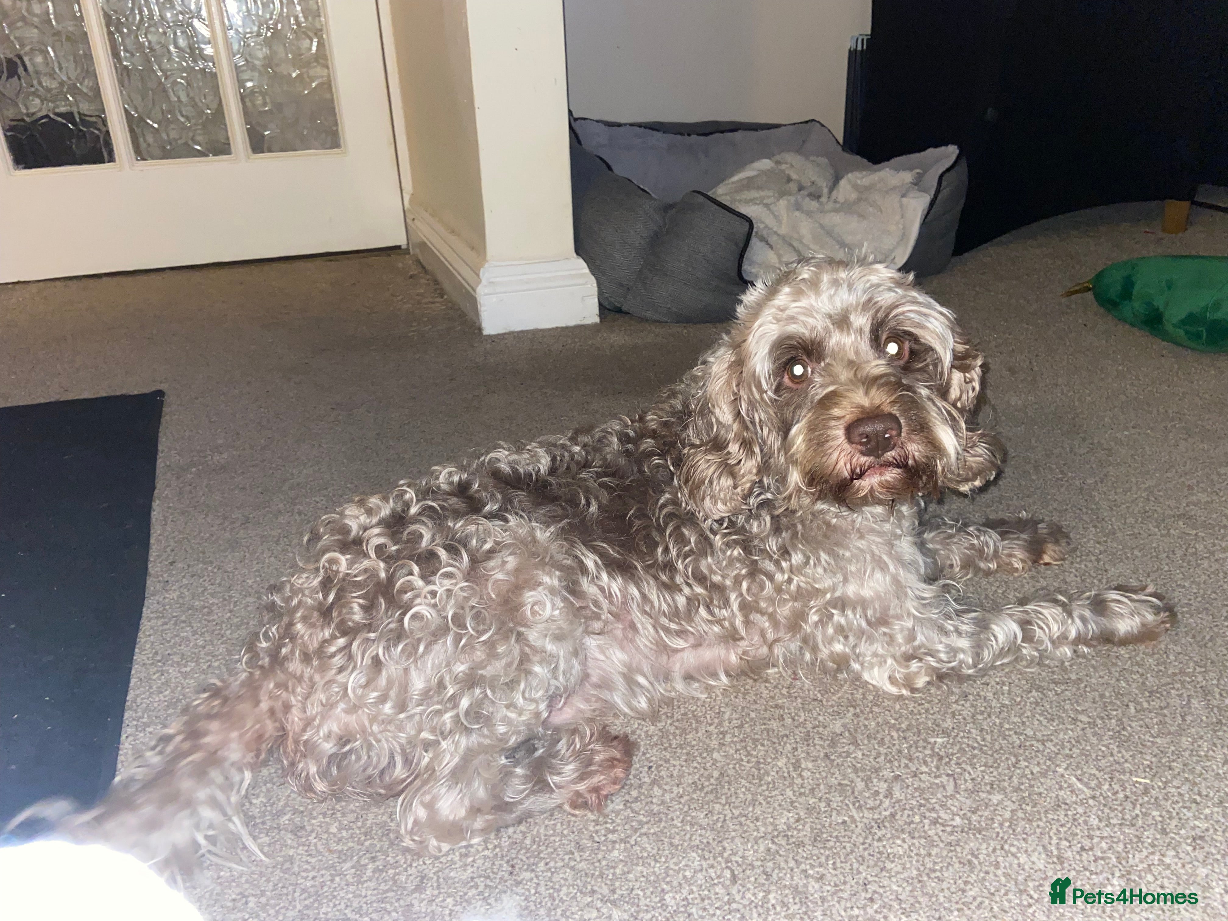 Cockapoo dogs for stud: Reduced cost *FOR STUD* Male Cockapoo white/grey - Advert 1