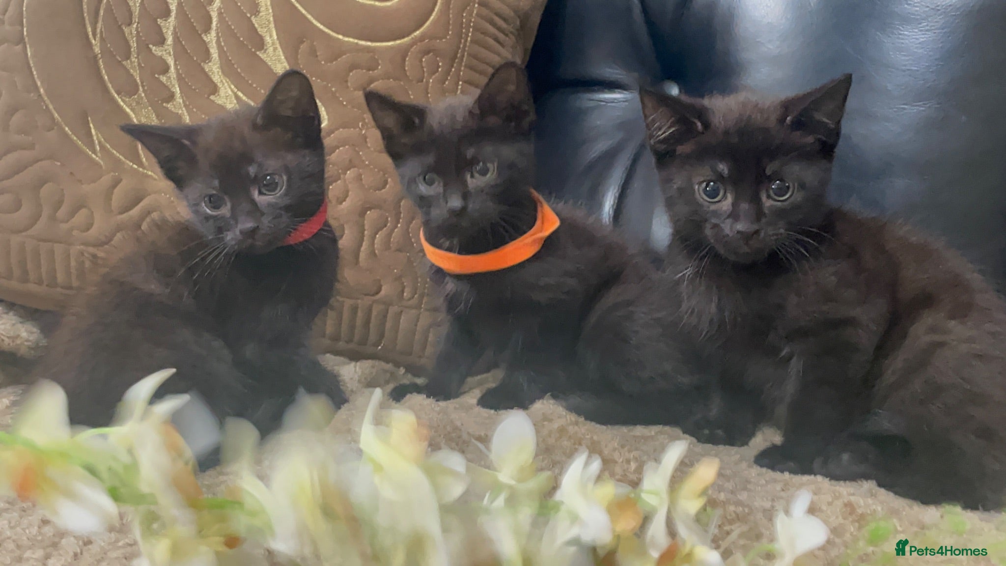 Domestic Shorthair cats KITTENS  - Advert 17