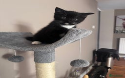 Mixed Breed cats for sale: Kittens  - Image 6