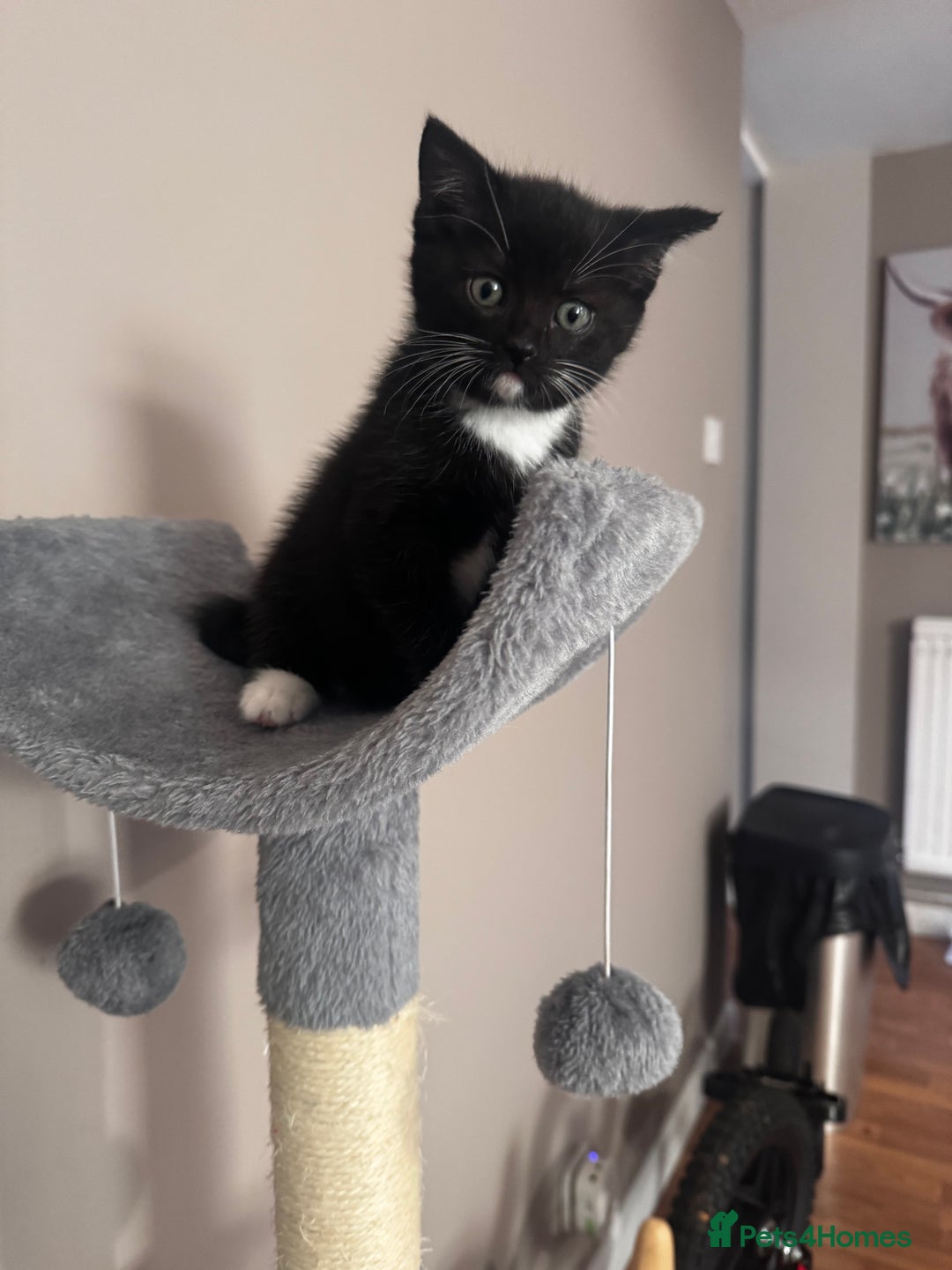 Mixed Breed cats for sale: Kittens  - Image 6