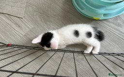 British Shorthair cats for sale: Four beautiful kittens - Image 17