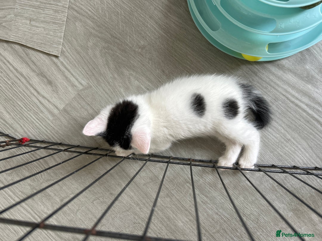 British Shorthair cats for sale: Four beautiful kittens - Image 17