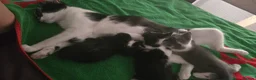Mixed Breed cats for sale: 3 kittens for sale in Bristol - Advert 1