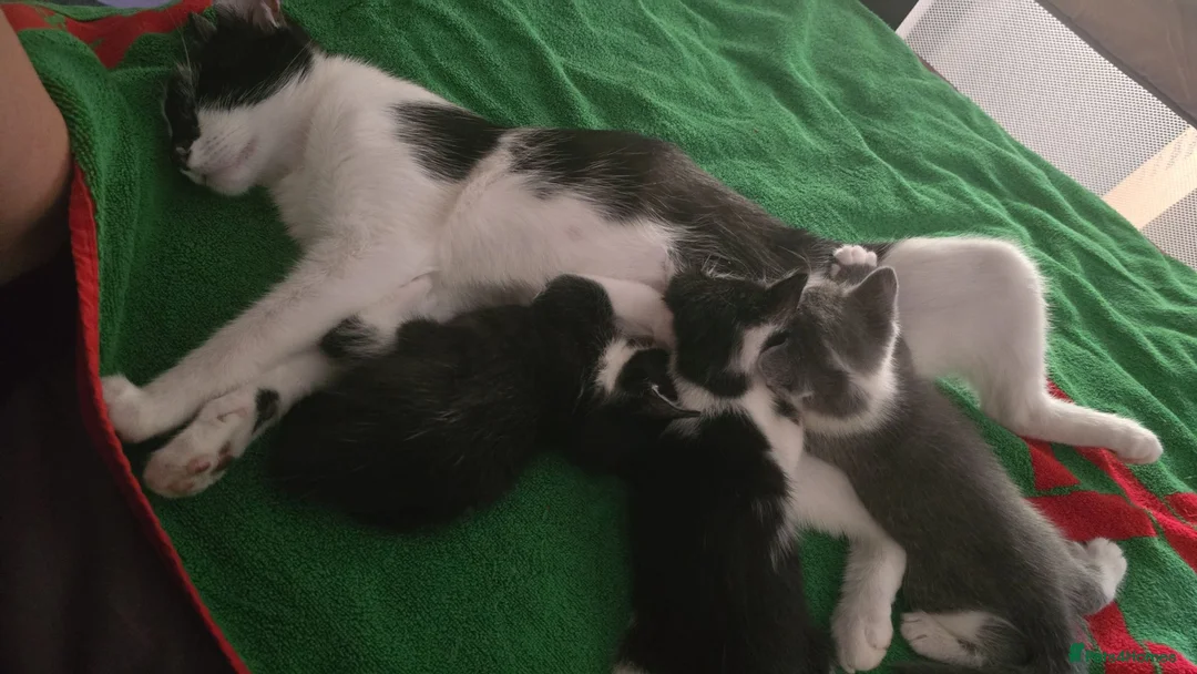 Mixed Breed cats for sale: 3 kittens for sale in Bristol - Advert 1