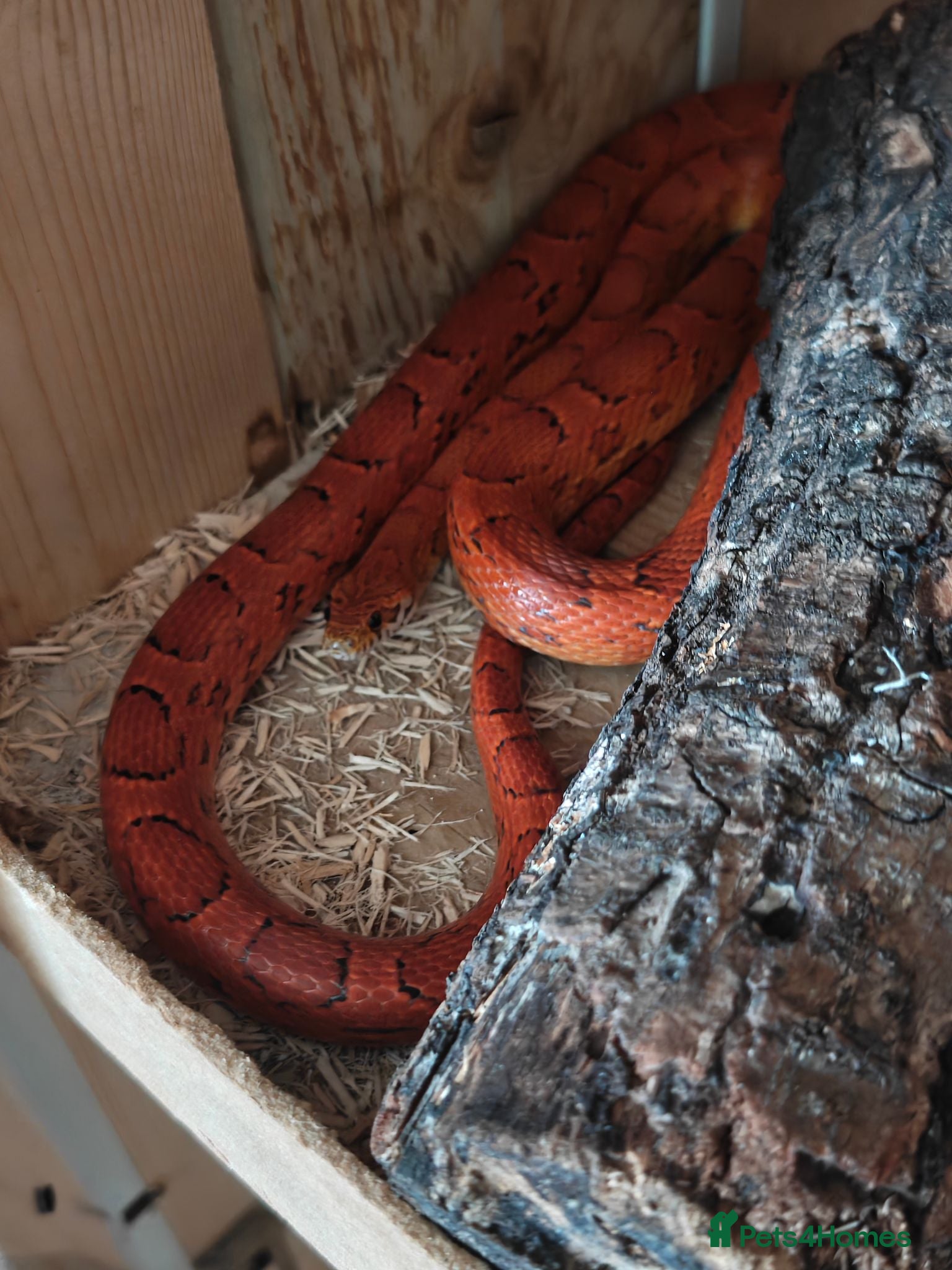 Corn Snake reptiles A beautiful corn snake - Advert 8