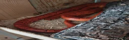 Corn Snake reptiles for sale: A beautiful corn snake in Wellingborough - Advert 1
