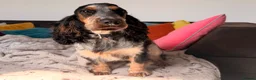 Cocker Spaniel dogs for sale: Kc reg show cocker spaniel girl - Advert 5