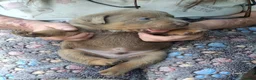 Rottweiler dogs for sale: 🐾 Unique & Gorgeous Shepweiler Mastiff Pups! 🐾 in Salisbury - Advert 8