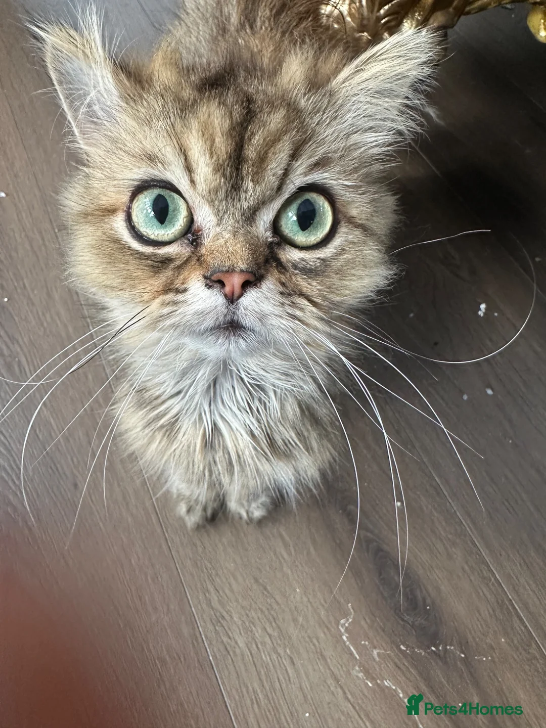 Persian cats for sale: Beautiful Persian Cat  - Advert 1