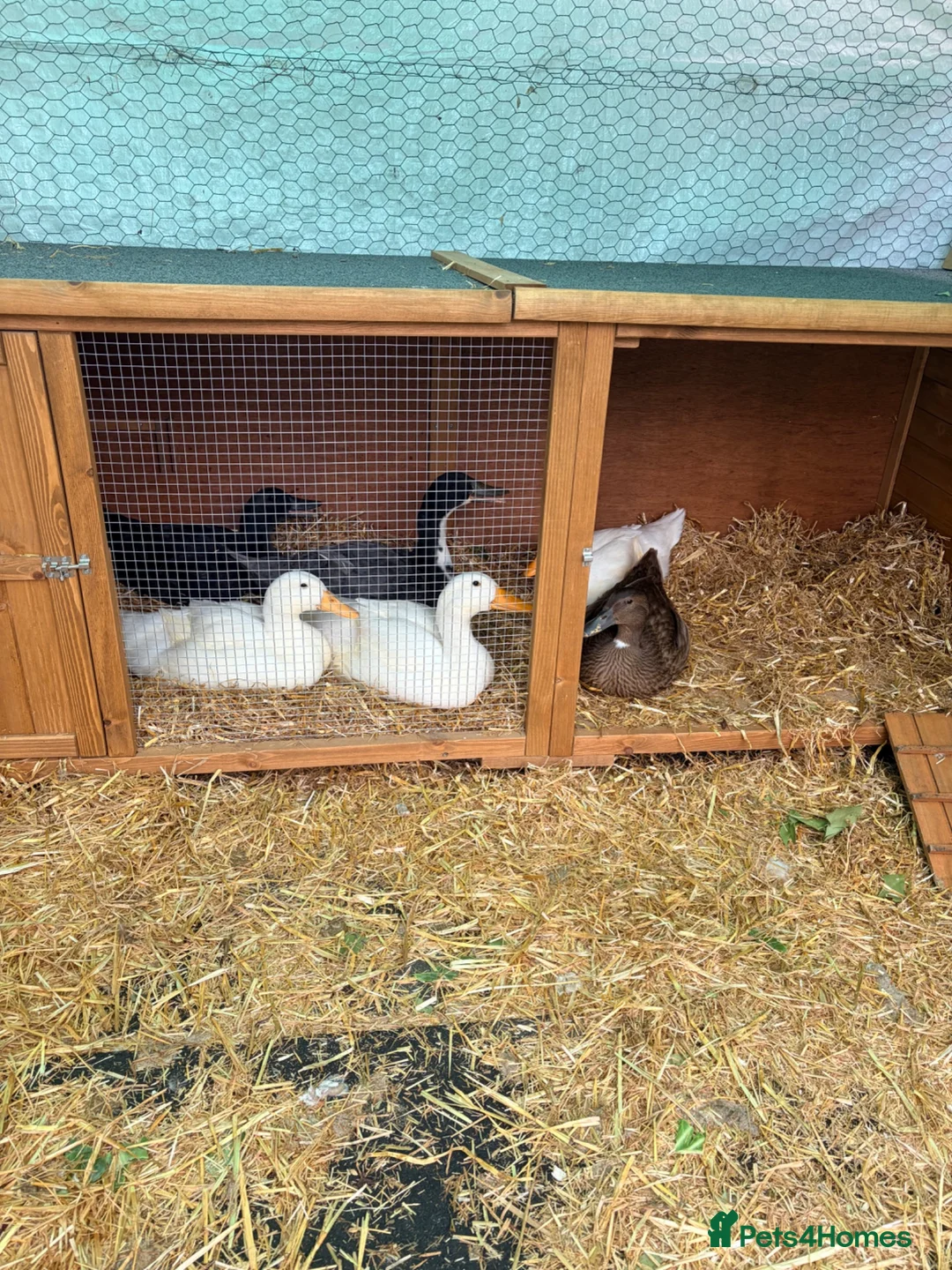 Ducks poultry for sale: Ducks !  - Advert 2