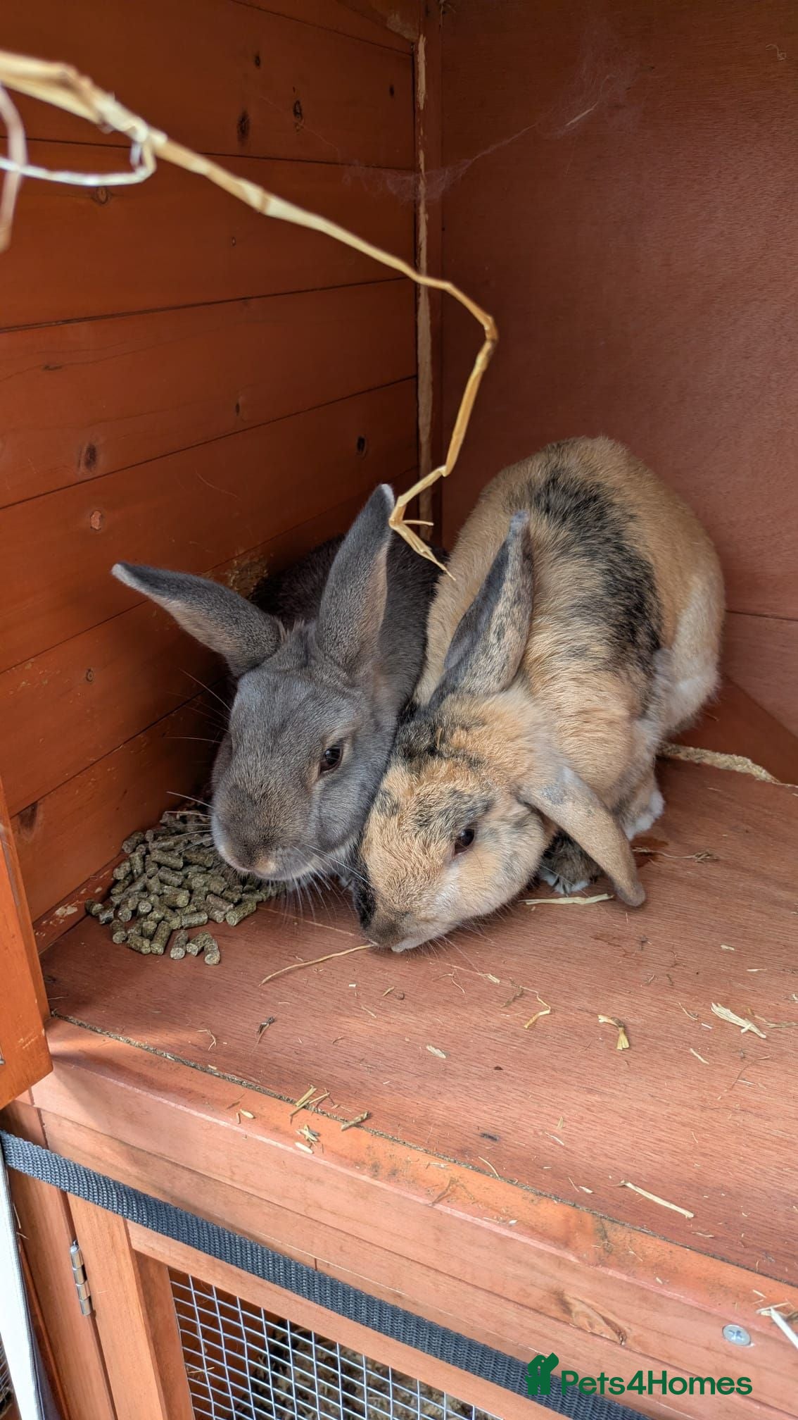 Mixed Breed rabbits 2x Neutered Male Rabbits - Advert 1