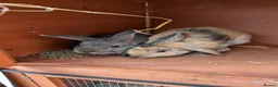 Mixed Breed rabbits for sale: 2x Neutered Male Rabbits in Stoke-on-Trent - Advert 1
