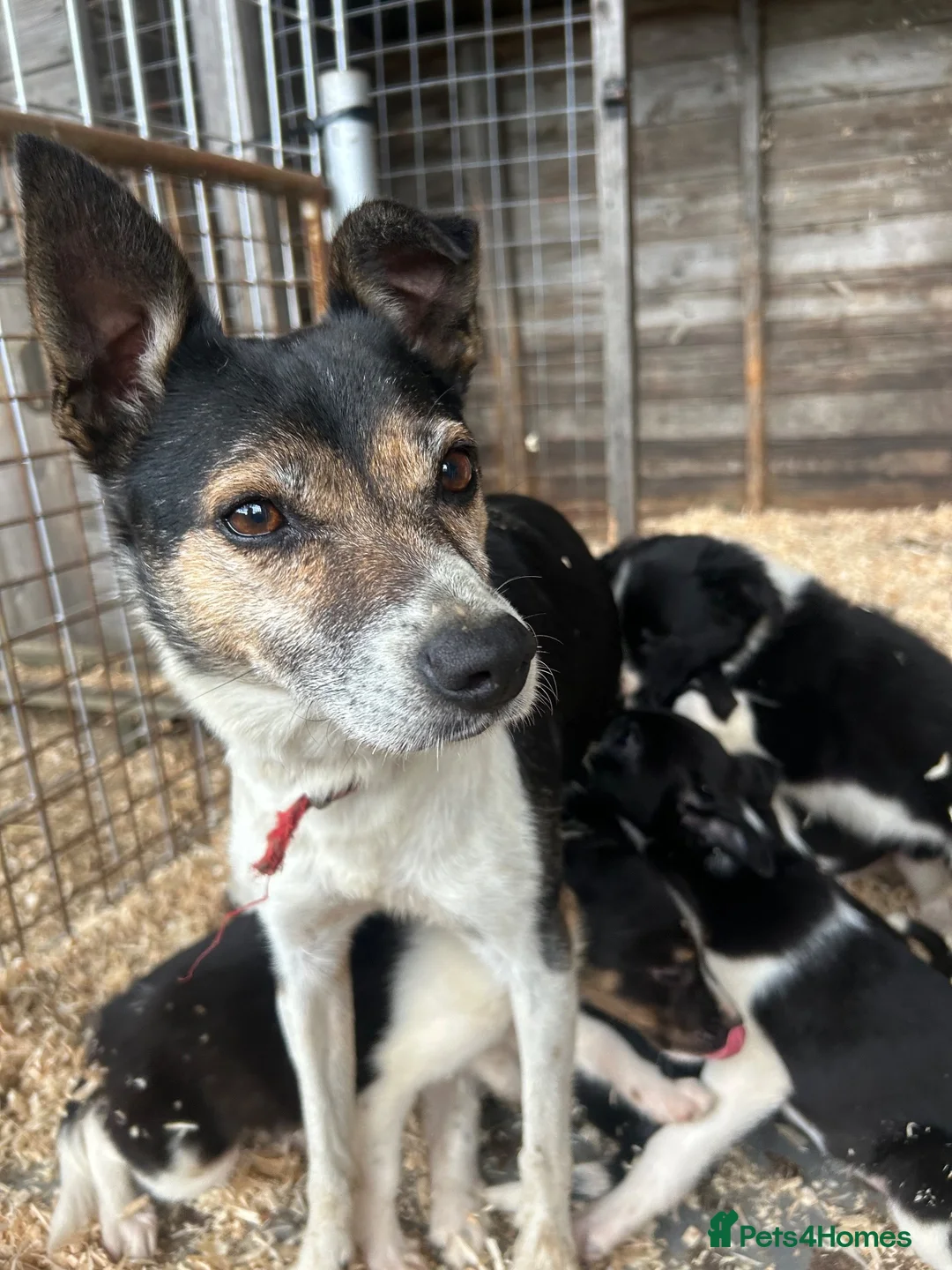 Border Collie dogs for sale: 8 Border collies puppies ready for a new home! - Advert 1
