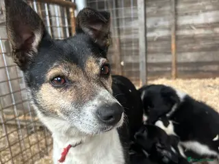 Border Collie dogs 8 Border collies puppies ready for a new home! - Advert 17