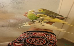 Budgerigars birds for sale: Handreared semitamed and tamed budgies  - Image 2