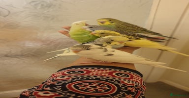 Budgerigars birds - Advert 6