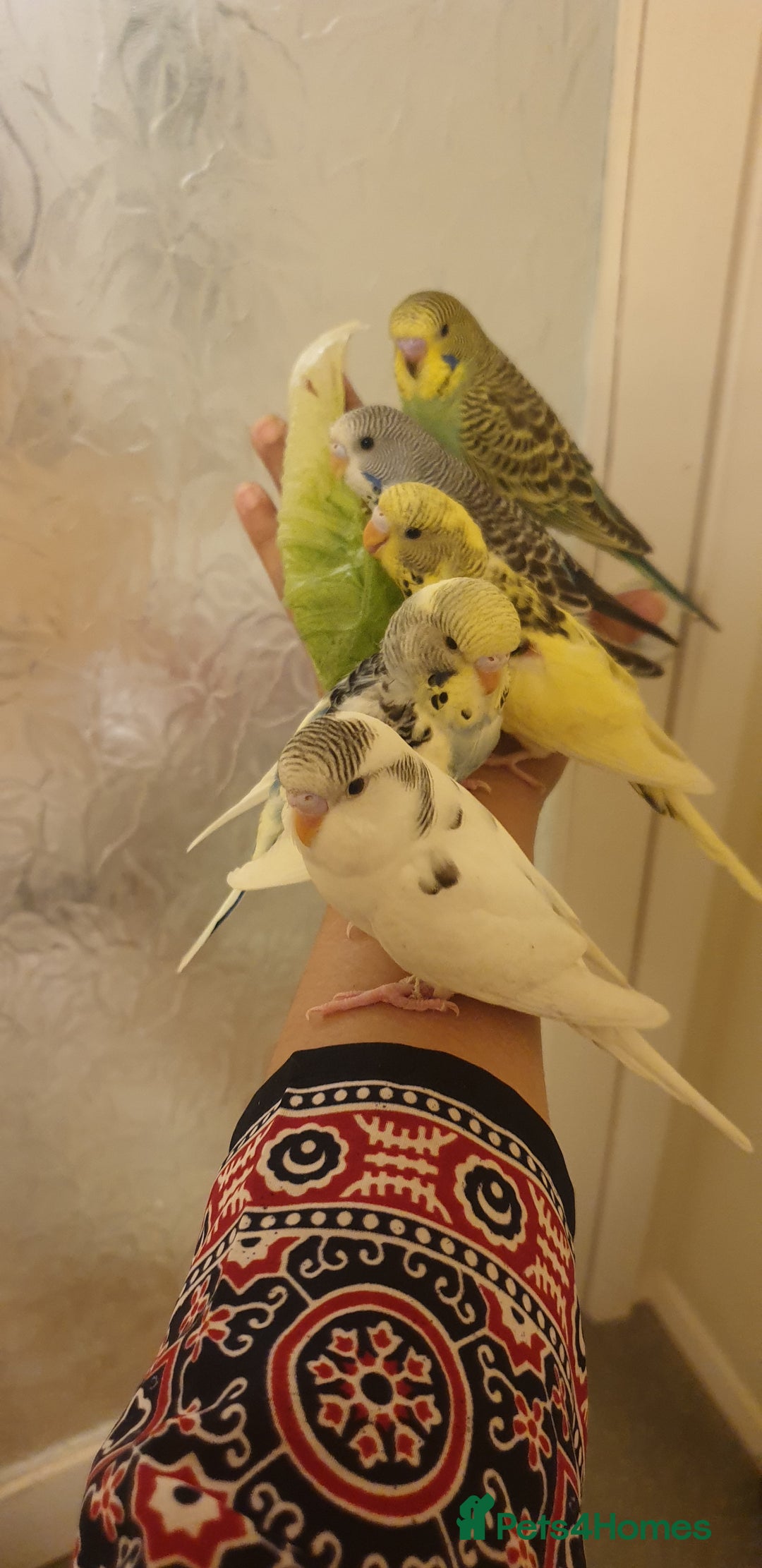 Budgerigars birds for sale: Handreared semitamed and tamed budgies  - Image 2