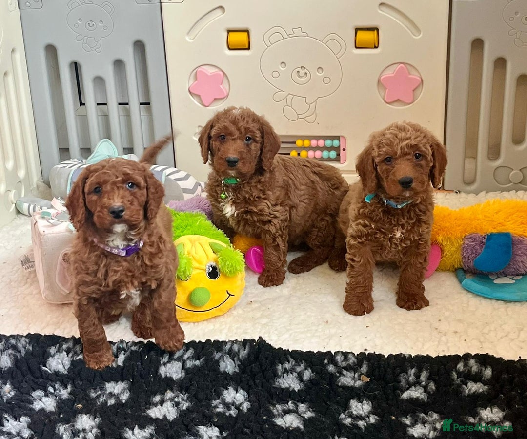 Goldendoodle dogs for sale: multigenerational Australian Golden doubledoodles - Advert 4