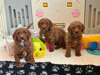 Goldendoodle dogs multigenerational Australian Golden doubledoodles - Advert 4