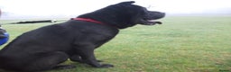 Mixed Breed dogs for adoption: Blackie - Advert 9
