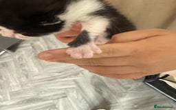 Mixed Breed cats for sale: 2 male kittens  - Image 7