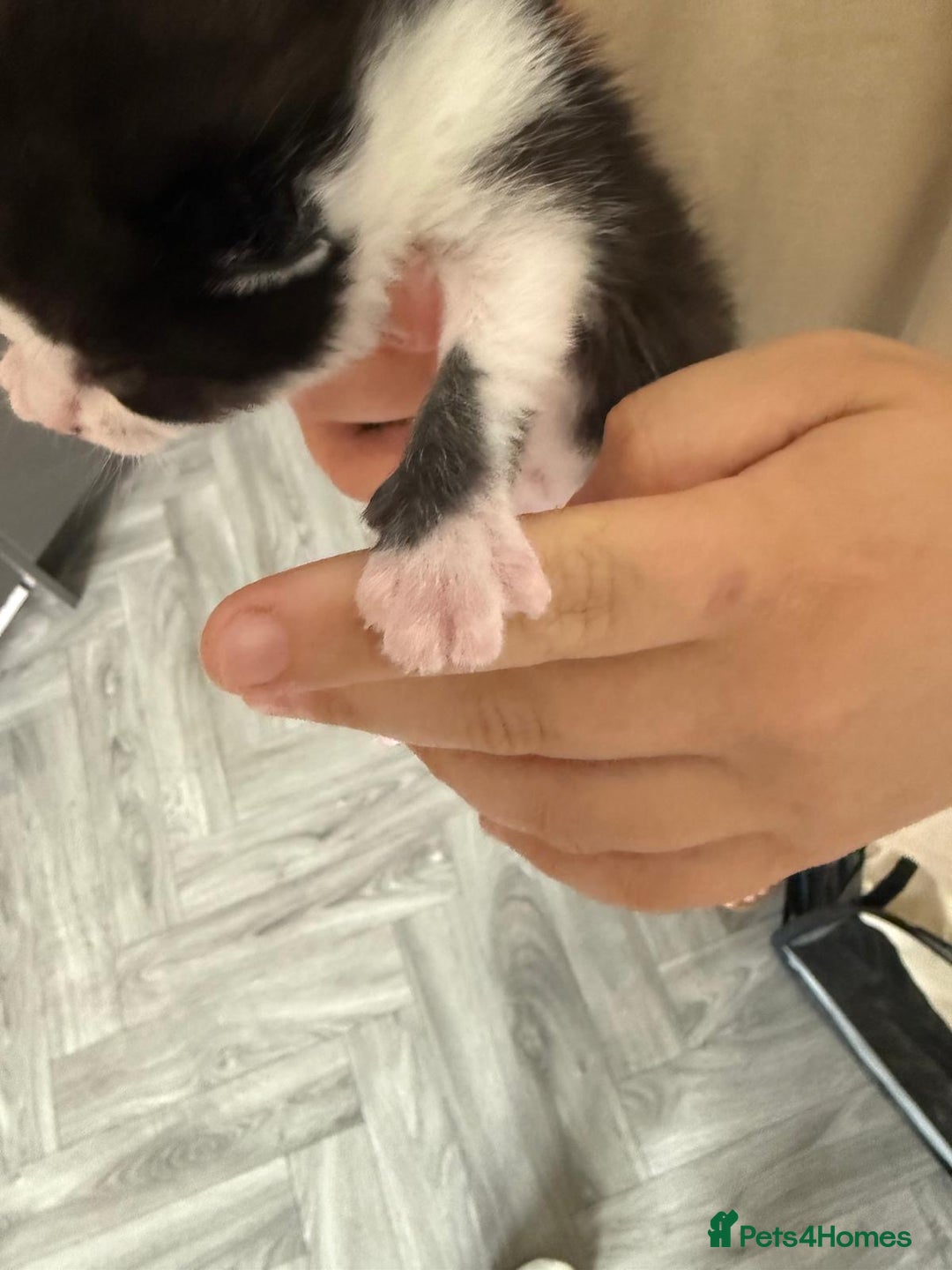 Mixed Breed cats for sale: 2 male kittens  - Image 7