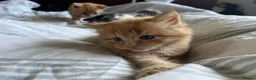 American Shorthair cats for sale: Kittens for sale - Advert 9