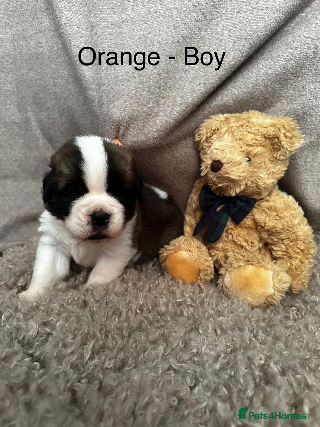 Saint Bernard dogs for sale: Outstanding KC Saint Bernard Puppies - Advert 1