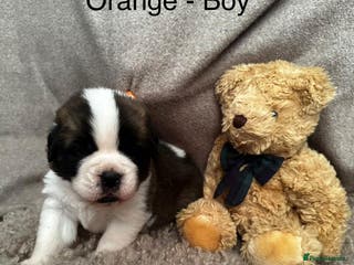 Saint Bernard dogs Outstanding KC Saint Bernard Puppies - Advert 1