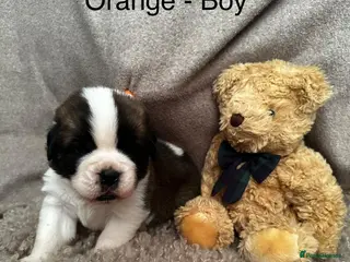 Saint Bernard dogs Outstanding KC Saint Bernard Puppies - Advert 2