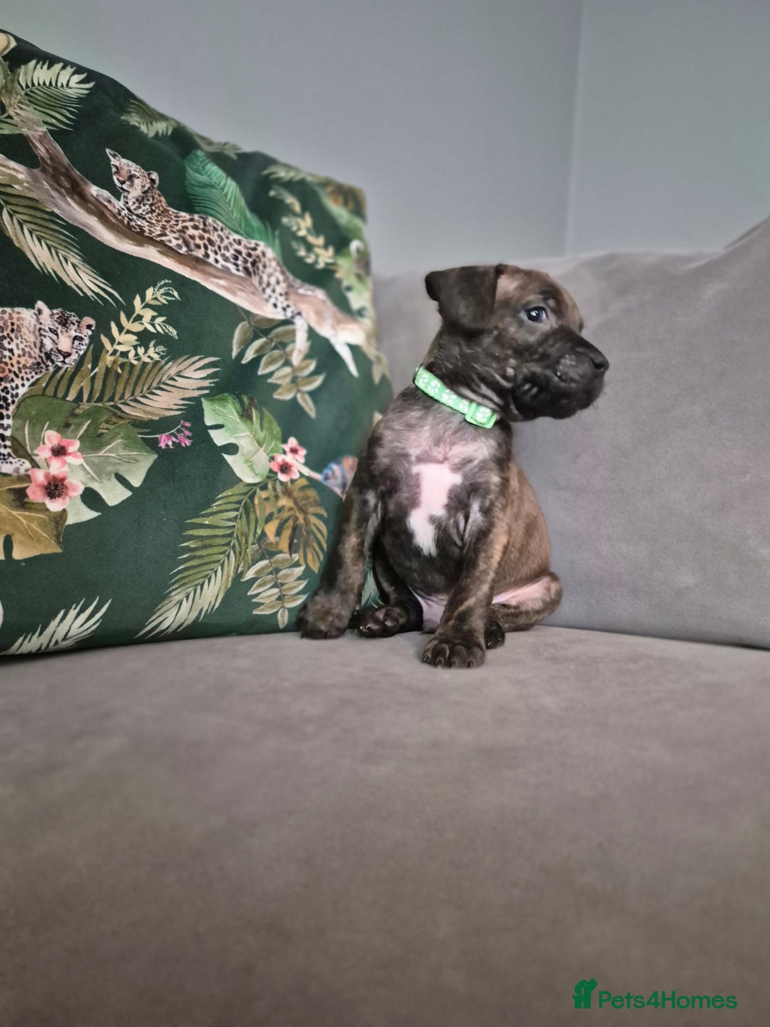 Mixed Breed dogs for sale: Mum-STAFF DAD-CANECORSO - Advert 16