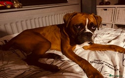 Boxer dogs for sale: Male Boxer Dog  - Image 2