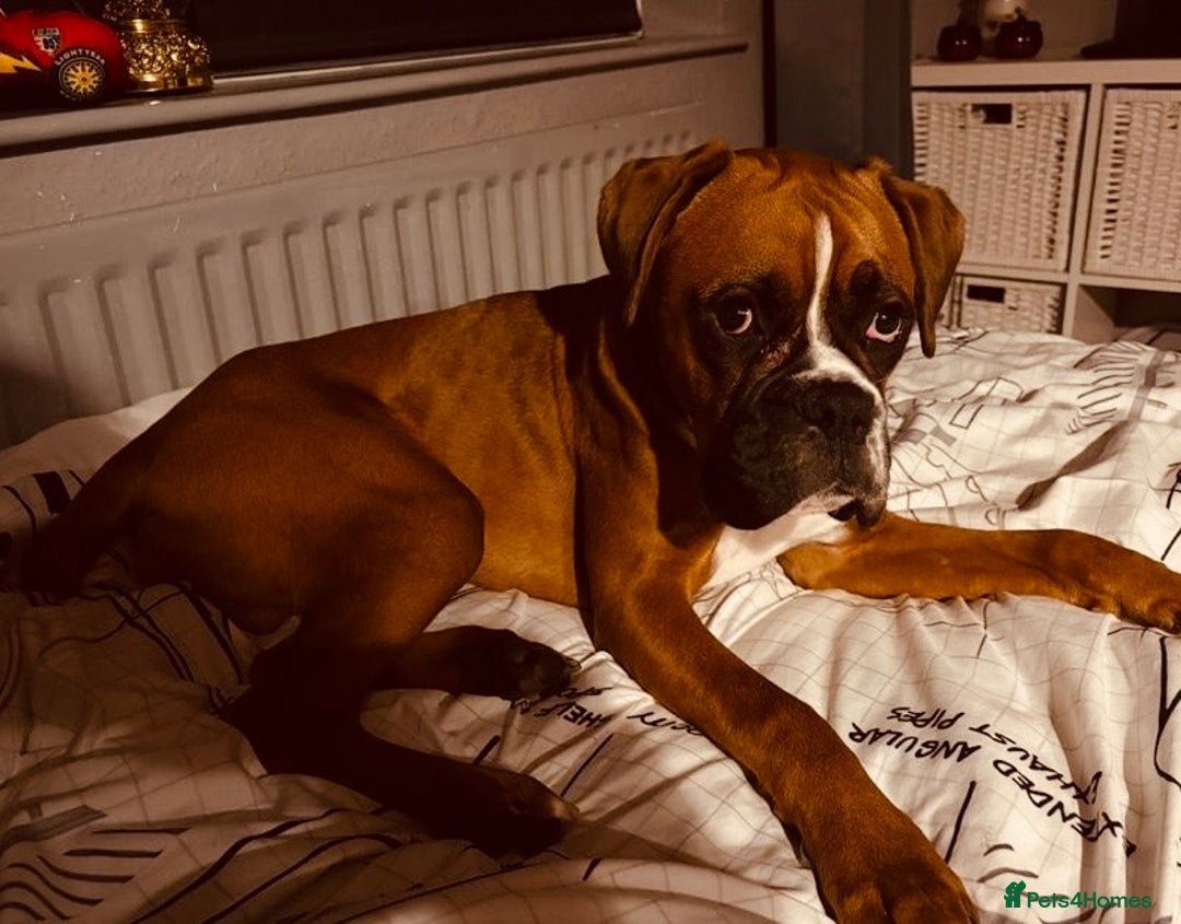 Boxer dogs for sale: Male Boxer Dog  - Image 2
