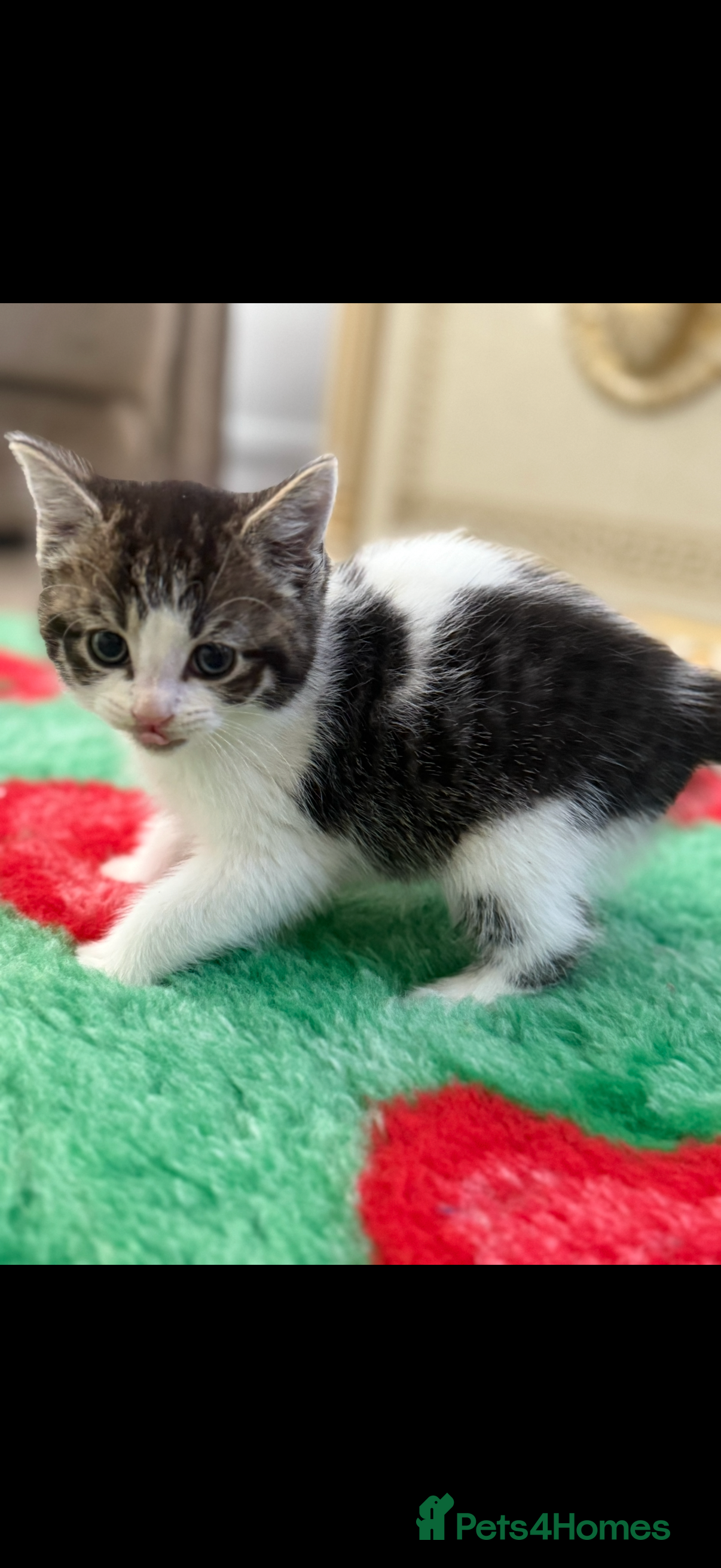 Mixed Breed cats Beautiful kittens for sale  - Advert 13