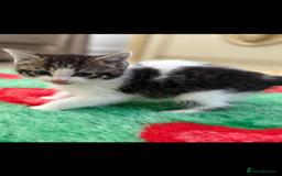 Mixed Breed cats for sale: Beautiful kittens for sale  - Image 7