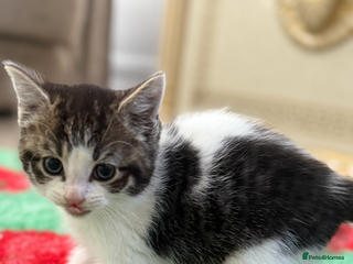 Mixed Breed cats - Advert 4