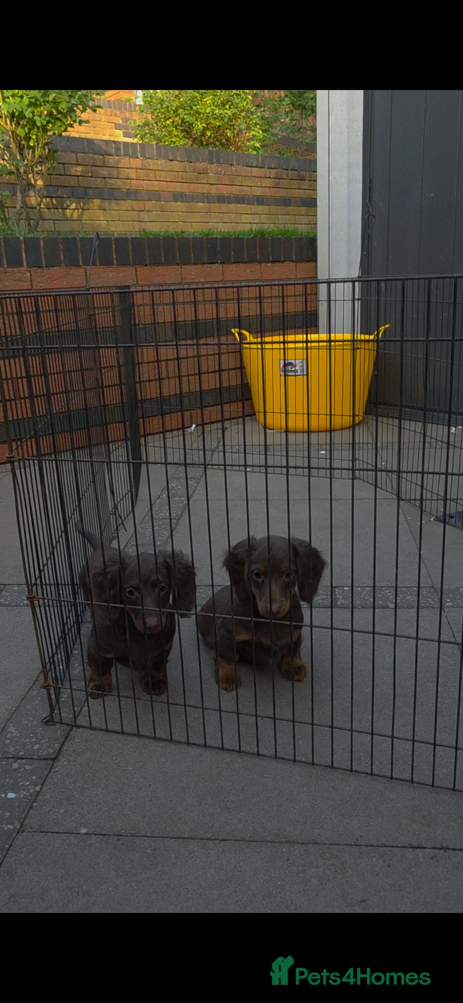 Miniature Dachshund dogs PRICE DROP!!! Long Coat Mini Dachshunds😍  - Advert 3