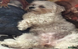 Maltese dogs for stud: Snowflake  - Image 3