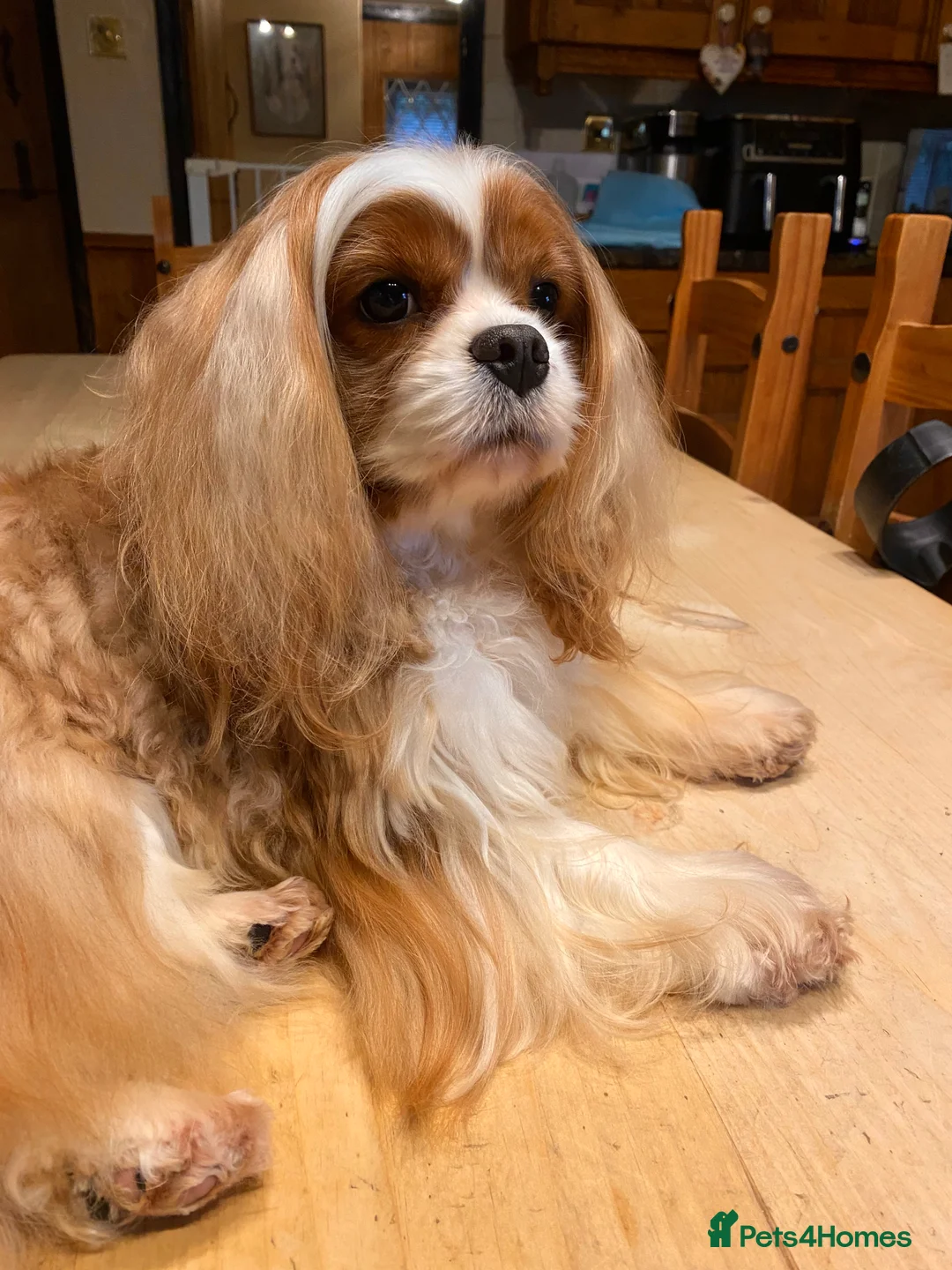 Cavalier King Charles Spaniel dogs for stud: Stunning Cavalier Stud, Elite Import. in Market Drayton - Advert 7
