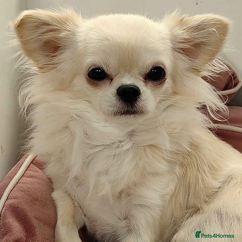 Chihuahua dogs Adorable KC Reg Long-coat Chihuahua Puppies - Advert 2