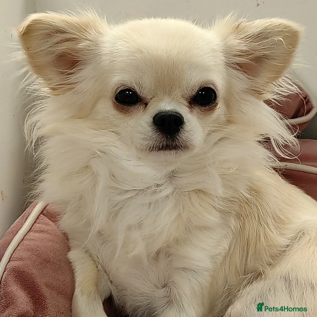 Chihuahua dogs for sale: Adorable KC Reg Long-coat Chihuahua Puppies - Advert 2