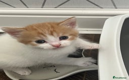 British Shorthair cats for sale: Gorgeous litter of kittens  - Image 4