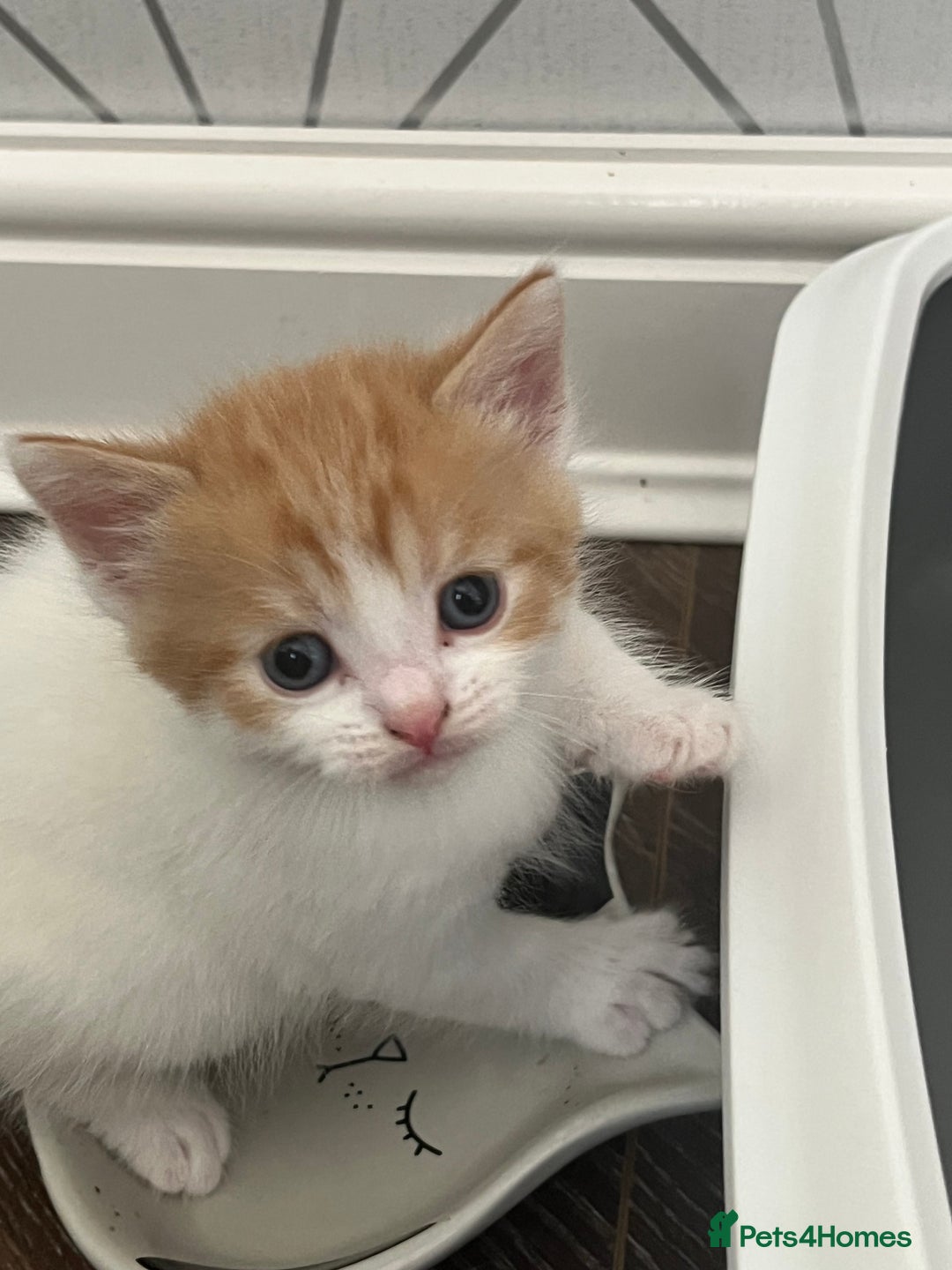 British Shorthair cats for sale: Gorgeous litter of kittens  - Image 4