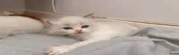 Ragdoll cats for sale: Stunning Colour Point and Bicolour Ragdoll Kittens - Advert 10