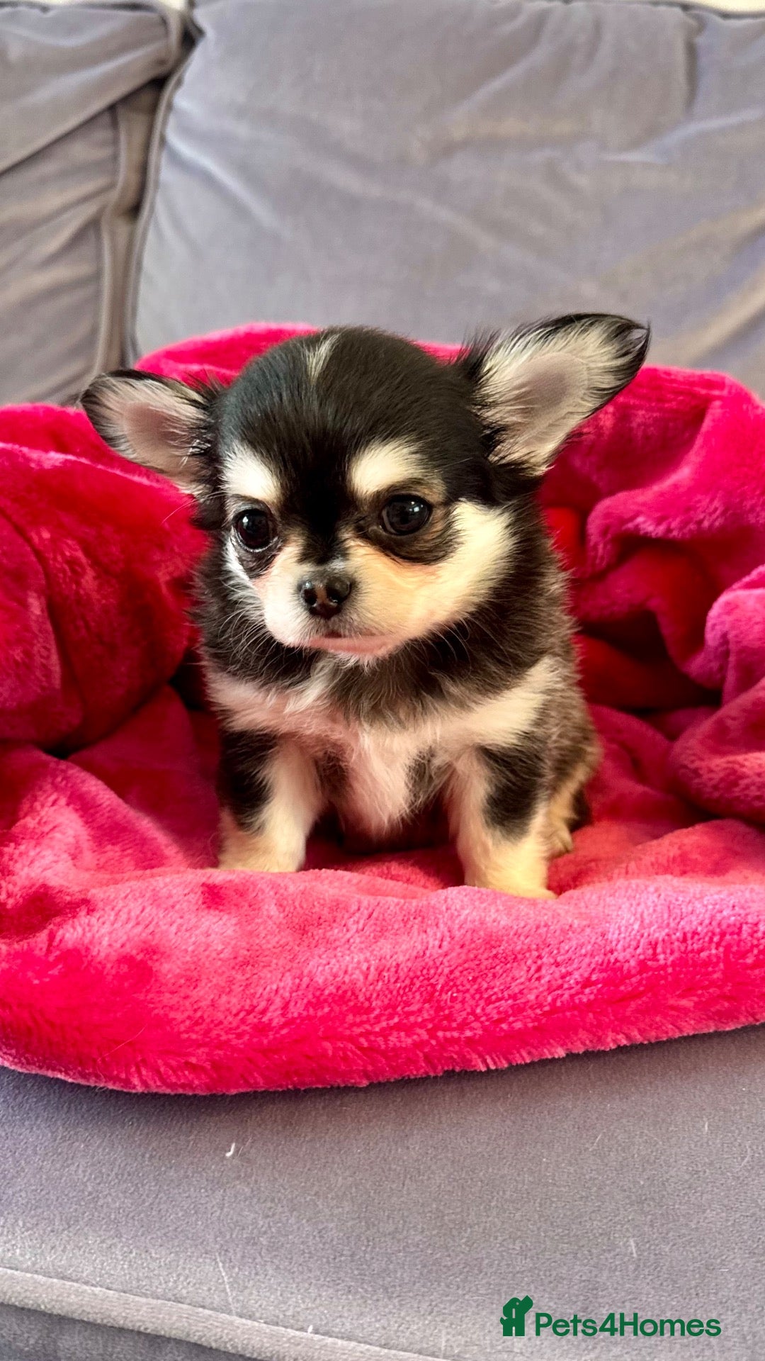 Chihuahua dogs 🤎🐾🖤Exotic LC RKC Husky Marking Boys🖤🐾🤎 - Advert 2