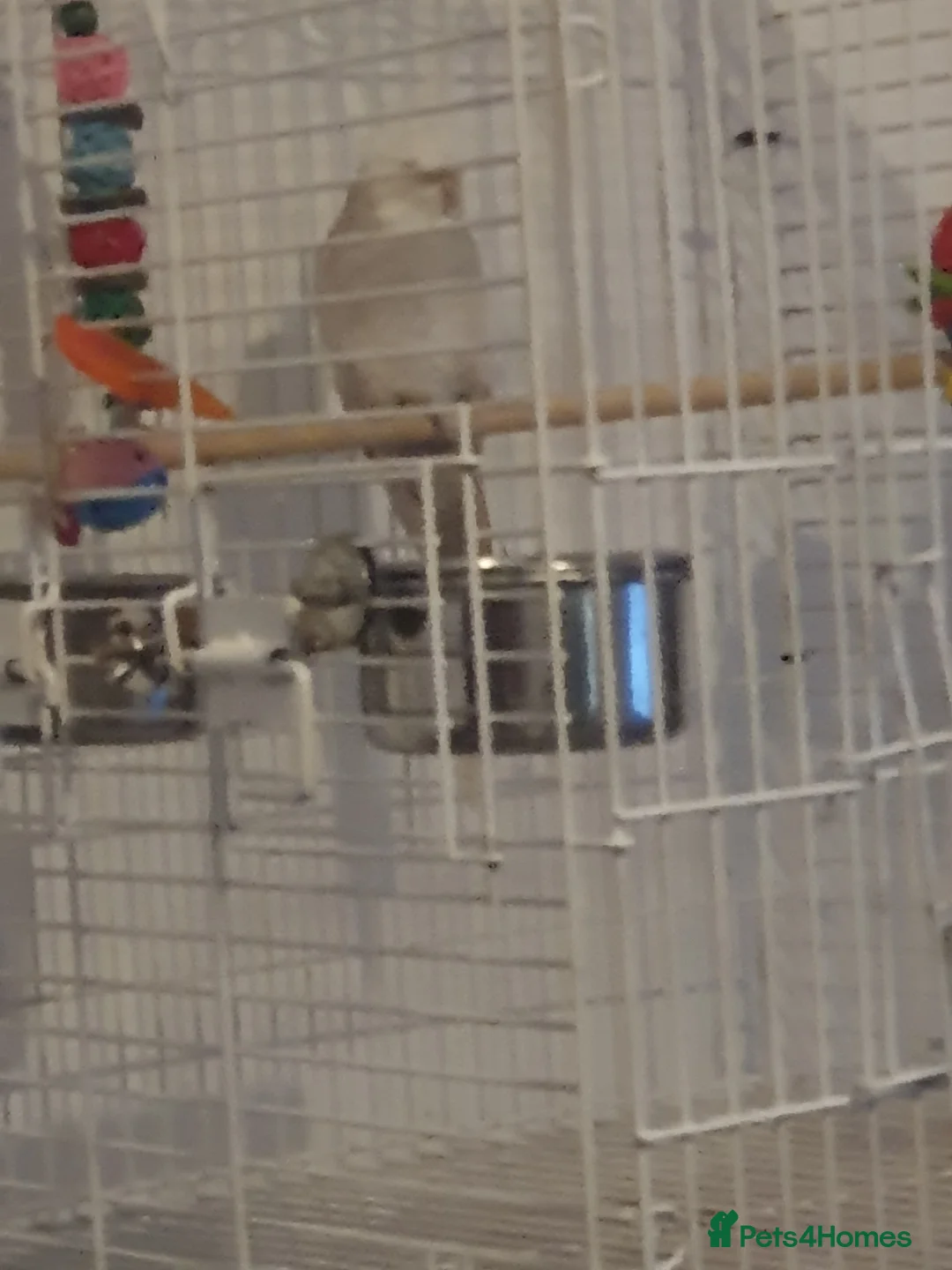 Cockatiels birds for sale: White face cockatiel  - Advert 5