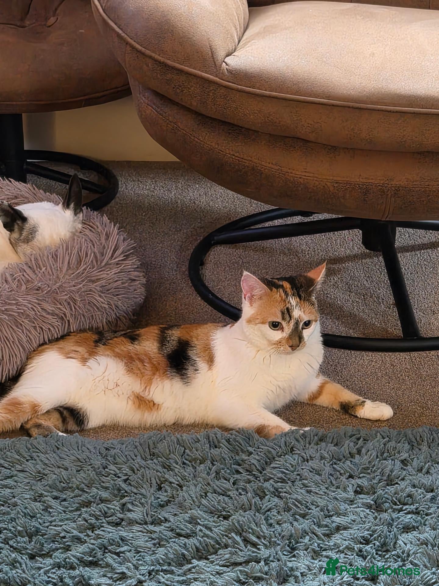 Mixed Breed cats 1 year old female calico cat - Advert 7